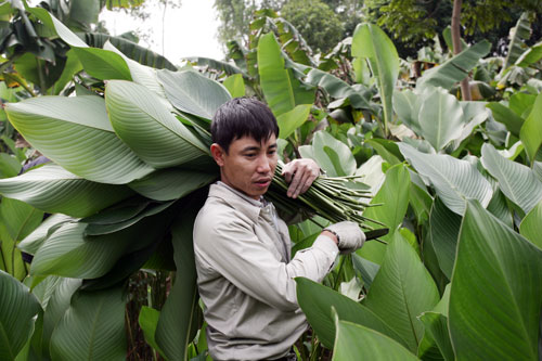 Làng lá dong nhộn nhịp đón Xuân