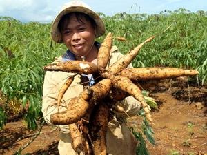 Tây Nguyên phát triển sắn ồ ạt, không theo quy hoạch