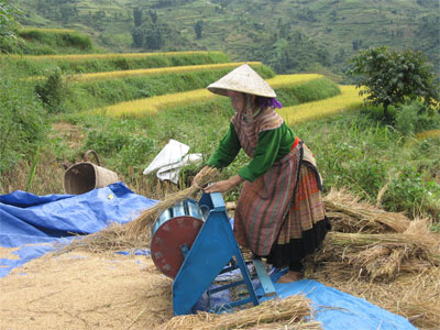 Mùa vàng trên nẻo cao Hoàng Thu Phố