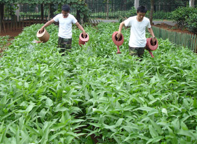 Phát huy hiệu quả các mô hình TGSX tập trung, chuyên canh