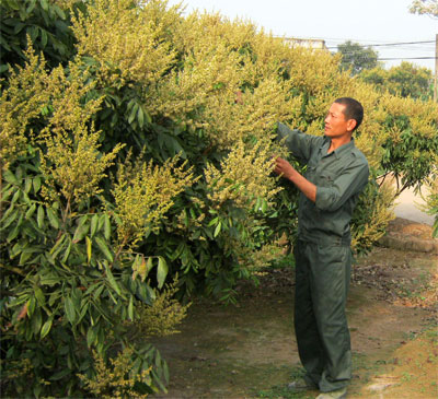 Thôn đội trưởng đa tài