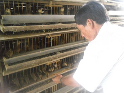 Người cựu binh làm giàu nhờ chim cút