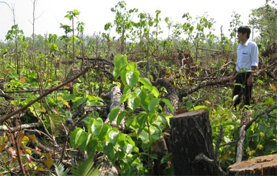 Bài 1: Tiền mất…rừng tan