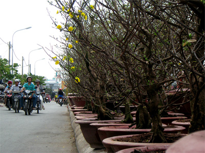 Nhiều sắc màu hoa Tết