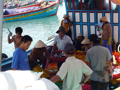 Ngư dân “được mùa” cá ngừ đại dương