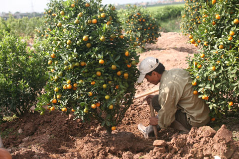 Thị trường quất cảnh, đào Tết sớm vào mùa