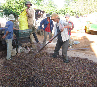 Người trồng cà phê thất thu