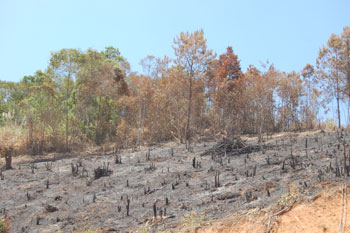 Mạnh tay hơn để cứu môi trường