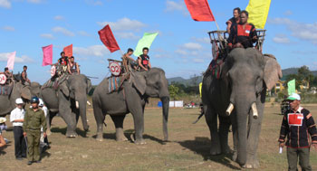 Cần bảo tồn môi trường sống cho loài voi