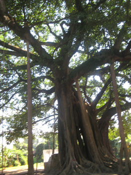 Di tích thành bản phủ