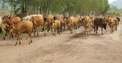 Dự án cấp bò bị dịch cho dân (?)