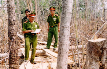 Săn gỗ huỳnh đàn ở Gia Lai