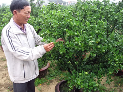 Quất cảnh Tết Cẩm Hà bội thu