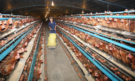 Không lo “cháy hàng, khan thịt”