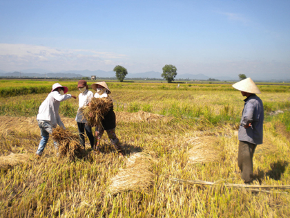Lúa không kết hạt nông dân điêu đứng