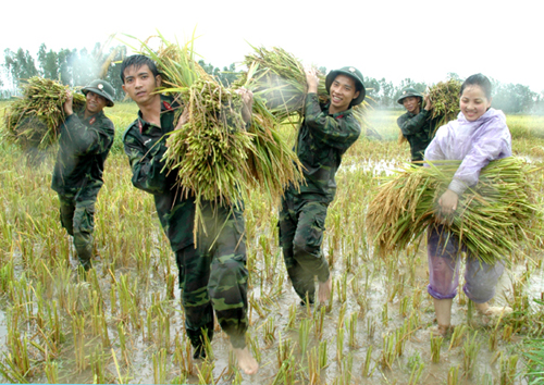 Bộ đội Sư đoàn 301 giúp dân gặt lúa chạy nước