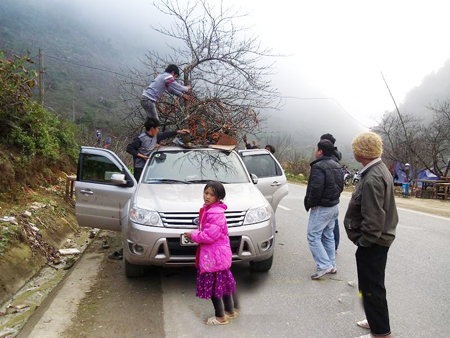 Xót xa đào rừng