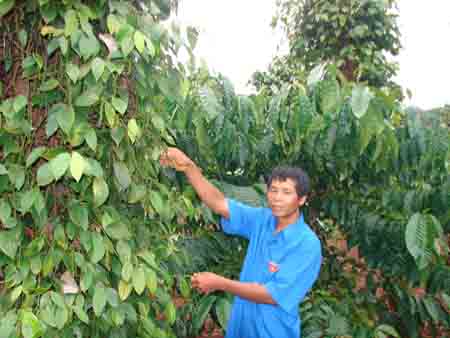 Những tỷ phú chân đất ở Gia Lai