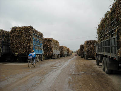 Gần 600 xe mía nguyên liệu xếp hàng chờ tiêu thụ