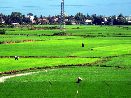 Thức dậy tiềm năng vùng đất phèn