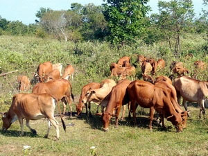 Nhập lậu bò mang mầm bệnh lở mồm long móng