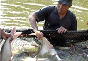 Cá tra Việt Nam luôn hướng đến mục tiêu chất lượng