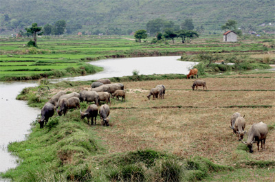 Cần có biện pháp chấm dứt cảnh trâu, bò chết vì giá rét