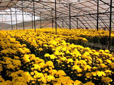 Hoa Việt Nam tìm hướng đi trên thị trường quốc tế