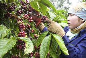 Xuất khẩu nông sản có thể đạt 23 tỷ USD