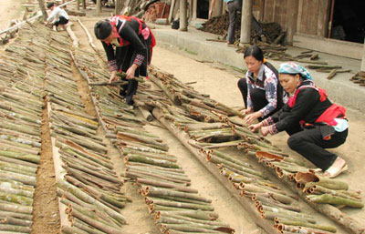 Làm giàu từ trồng cây quế ở Nậm Đét (Lào Cai)
