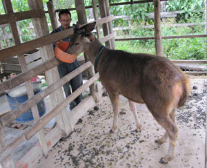 Cựu chiến binh làm kinh tế giỏi