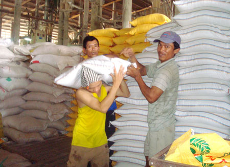 Tăng diện tích lúa chất lượng cao