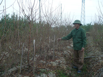 Nhộn nhịp đào Tết