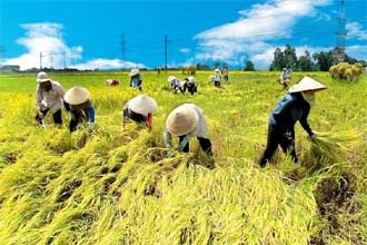 An Giang: Người trồng lúa Nhật tiếp tục thu lợi nhuận vụ hè thu cao gấp 3,5 lần trồng lúa chất lượng cao