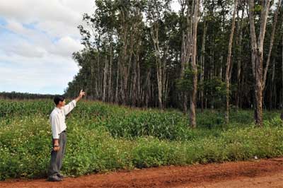 Các hộ bị thu hồi vườn cao su nhận khoán cần được cấp đất sản xuất