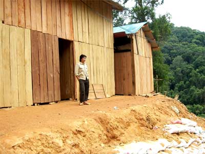 Đào vàng, tan nát rừng vàng!