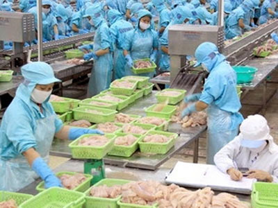 Cần sự liên kết trong sản xuất và tiêu thụ cá tra