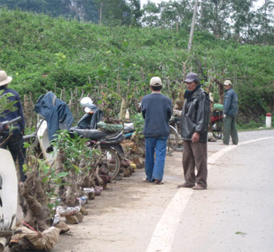 Cây kiểng từ rừng kêu cứu