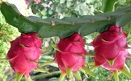 Quả thanh long sắp có thêm thị trường mới