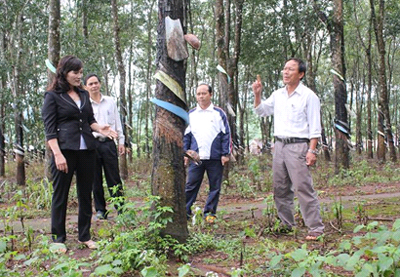 Làm giàu từ đất