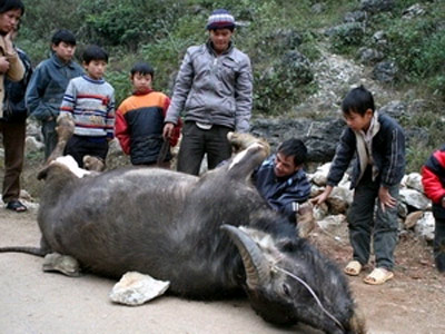 Hơn 30 tỷ đồng hỗ trợ các tỉnh bị thiệt hại do rét