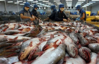 Xuất khẩu cá tra có thể đạt 2 tỷ USD trong năm 2012