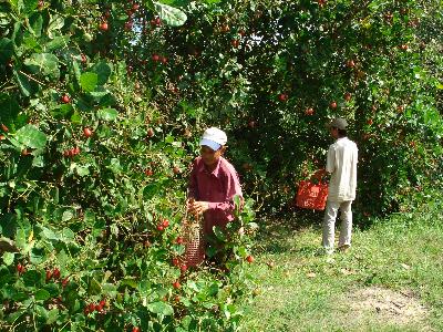 Đồng Nai: Nông dân sản xuất được cồn khô từ trái điều