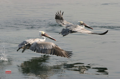 9 mẹo để chụp ảnh vật nuôi đẹp long lanh