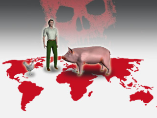 Cúm lợn đã lan tới hầu khắp các châu lục