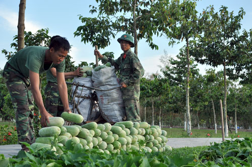 Thu hoạch hàng nghìn tấn rau, củ và thịt cá