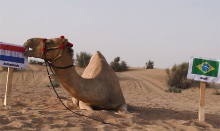 “Lạc đà tiên tri” chọn Hà Lan thắng Brazil