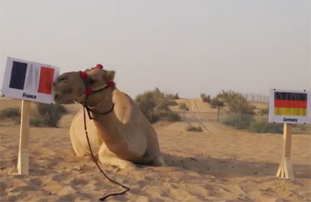 “Lạc đà tiên tri” chọn Pháp thắng Đức