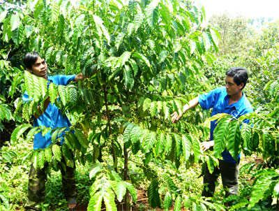 Làm giàu trên vùng đất khó