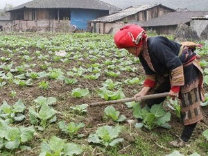 Cấp gần 30.000ha đất cho đồng bào dân tộc thiểu số